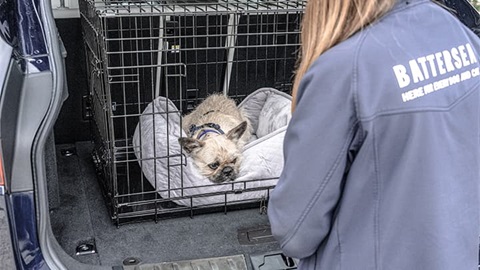 Battersea employee tending to dog in car crate