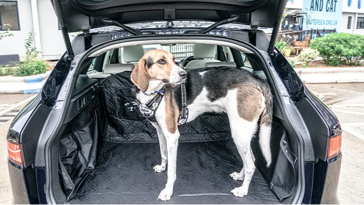 Dog standing in the boot of a car