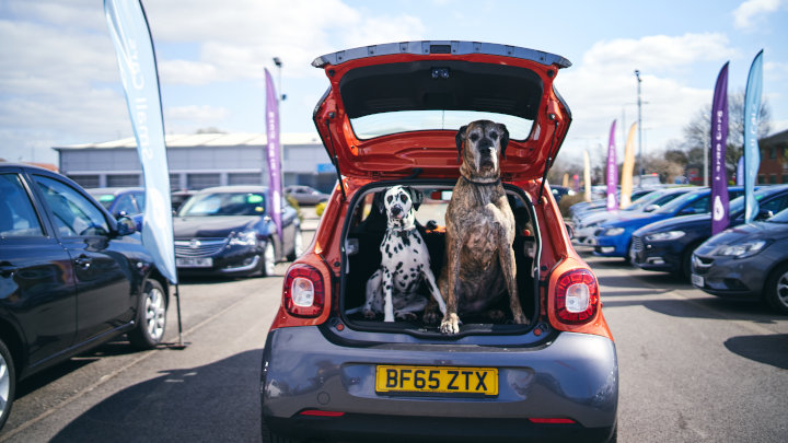 Dogs in Car Boot