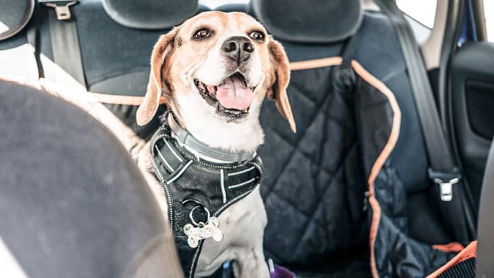 Dog smiling in the back of a car
