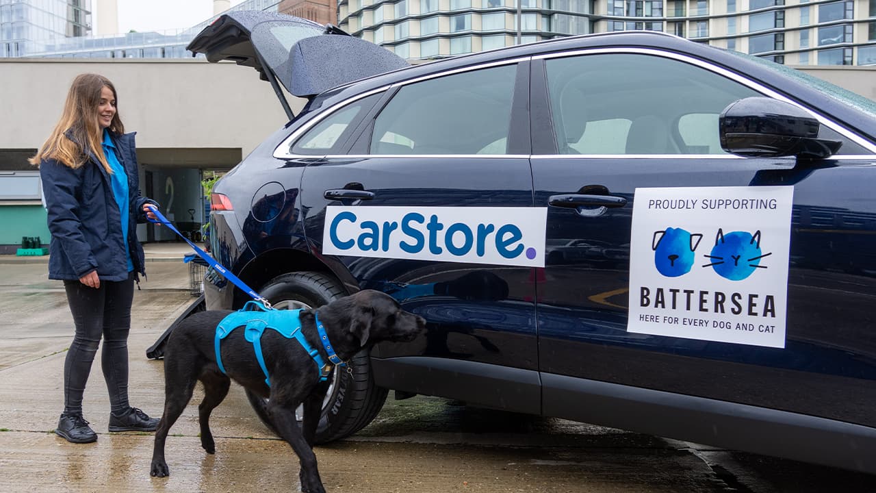 Battersea member walking a dog to a CarStore branded car