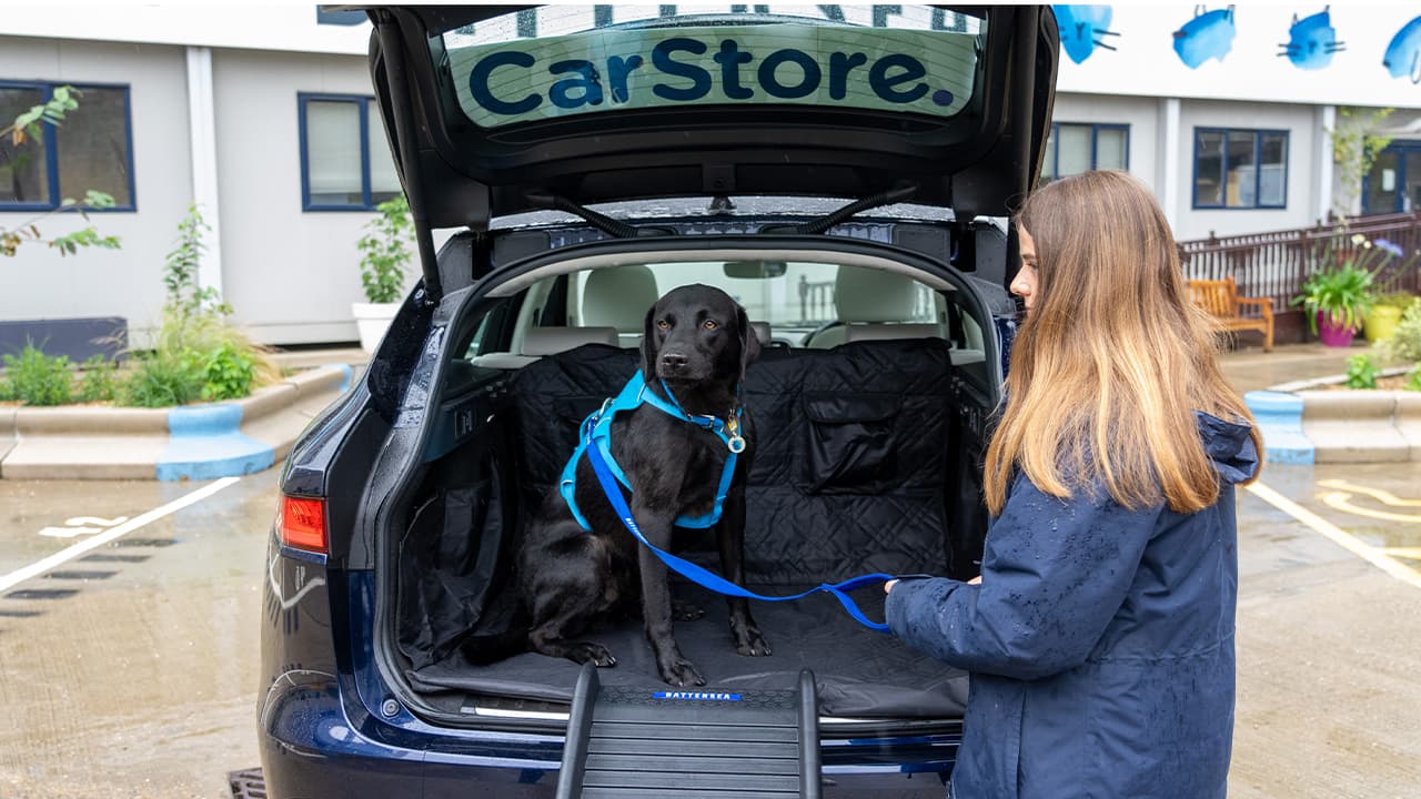 Battersea member with a black labrador in the back of a car