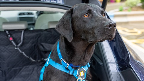 Close up of a black labrador in the back of a car