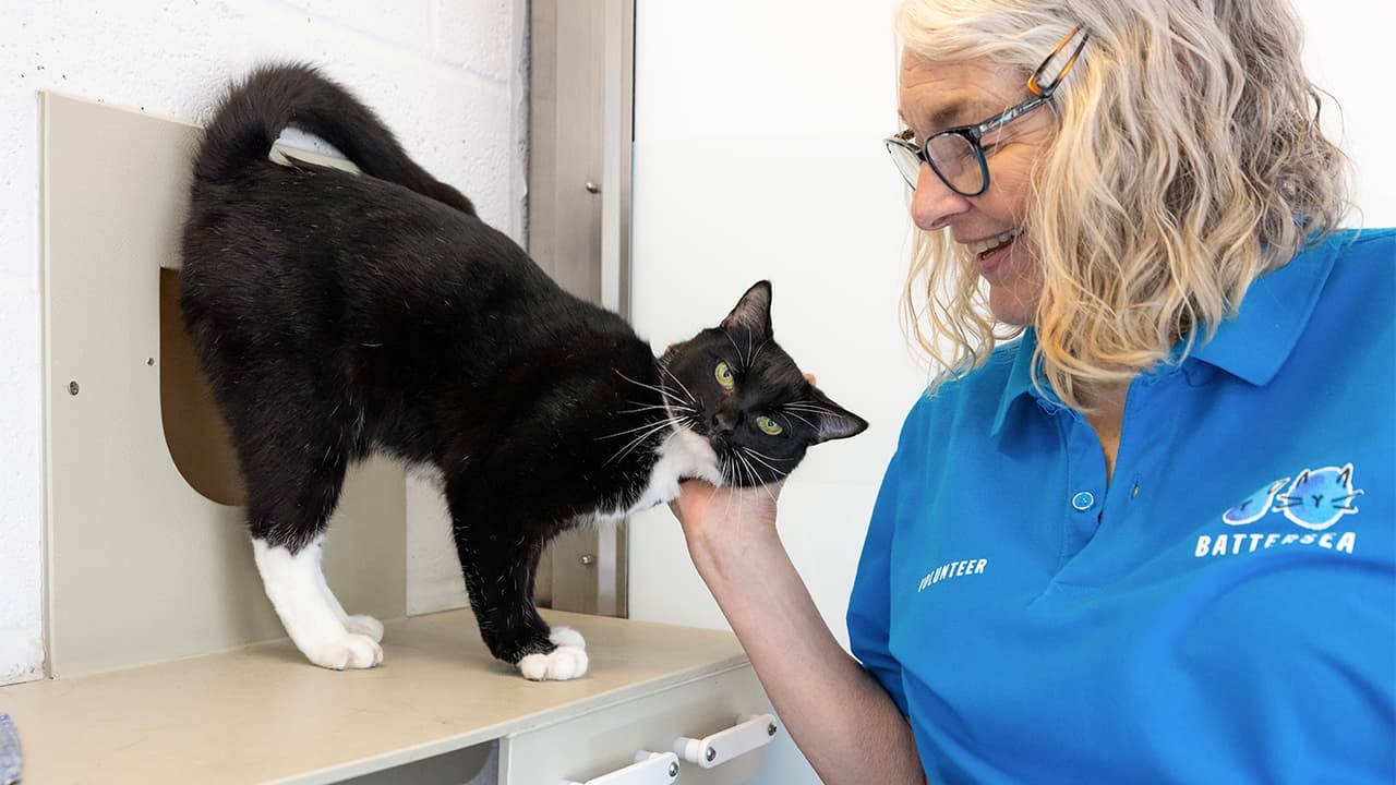 Black and white cat being fussed by a member of Battersea dogs and cats home