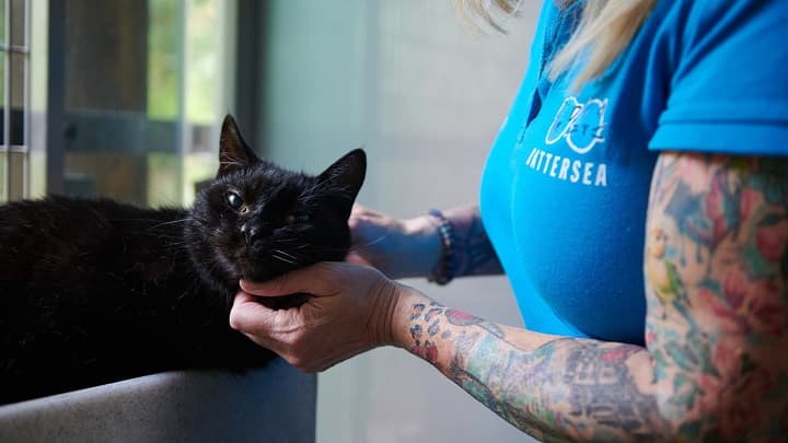 Black cat being fussed by a member of Battersea dogs and cats home