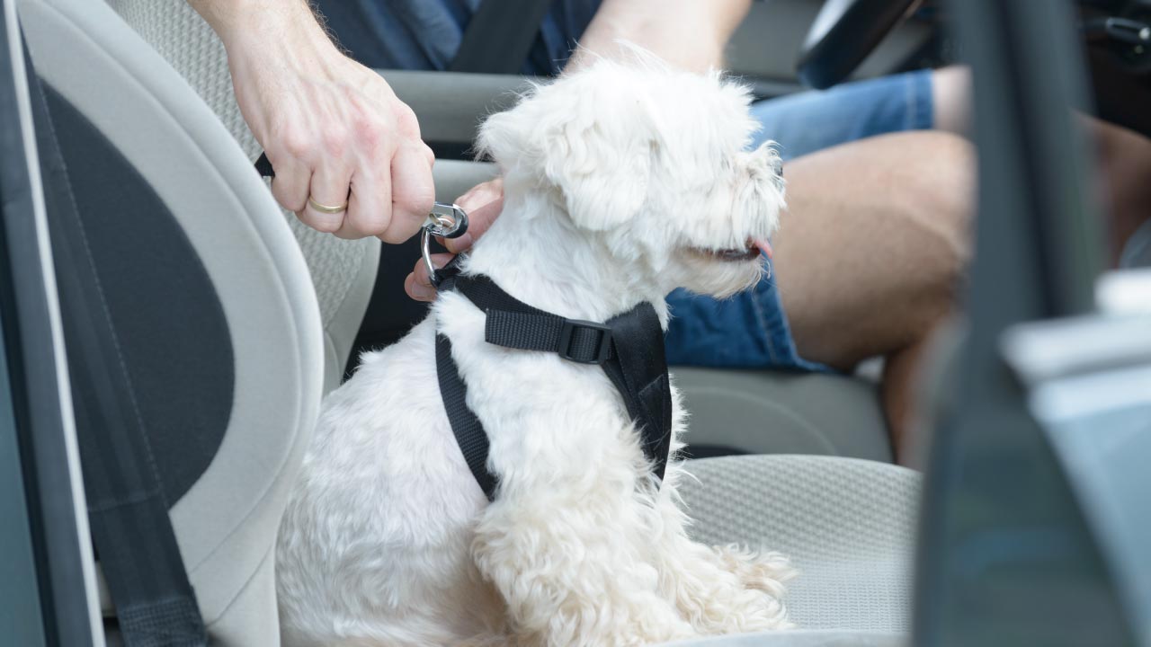 White dog being fitted with seat belt in a car
