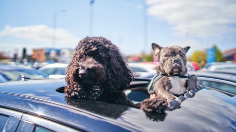 Dogs popping out of car sunroof